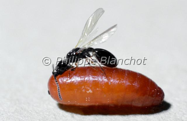 coptera merceti.JPG - Coptera merceti, femelle parasitant une pupe de mouche domestiqueHymenoptera, DiapriidaeFrance